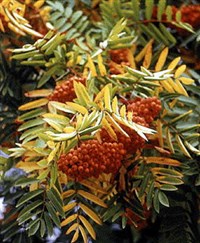 Рябина обыкновенная