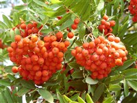 Рябина обыкновенная – Sorbus aucuparia L.