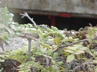 Рябина редуцированная – Sorbus reducta Diels.