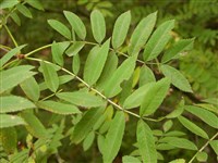 Рябина смешанная – Sorbus commixta Hedl. (1)