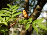 Рябина смешанная – Sorbus commixta Hedl. (2)