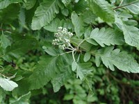 Рябина тюрингская, перистонадрезанная, полуперистая – Sorbus x thuringiaca Fritch.