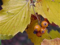 Рябина широколистная – Sorbus latifolia (Lam.) Pers.