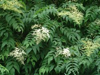 Рябинник Кирилова, восходящий, древовидный – Sorbaria kirilowii (Reg.) Maxim.