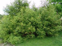 Рябинник войлочный, Линдлея – Sorbaria tomentosa (Lindl.) Rehd.