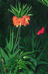 Рябчик (род растений) (1)