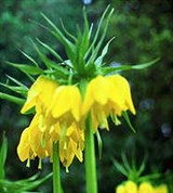 Рябчик (род растений) (2)