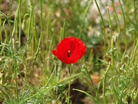 Рёмерия преломленная – Roemeria refracta DC.