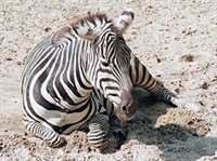 САВАННАЯ ЗЕБРА (на песке)