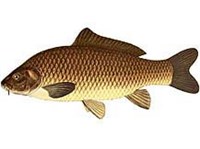 САЗАН (рисунок)