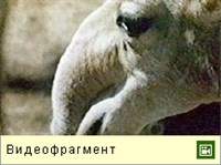 САЙГАКИ (видео)