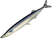 САЙРА (рисунок)