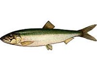 САЛАКА (рисунок)