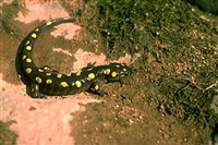 САЛАМАНДРЫ (пятнистая саламандра)