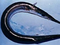 САРГАНООБРАЗНЫЕ (Сарган обыкновенный)