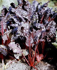 СВЕКЛА ОБЫКНОВЕННАЯ