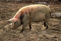 СВИНЬЯ ДОМАШНЯЯ