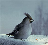 СВИРИСТЕЛЬ ОБЫКНОВЕННЫЙ