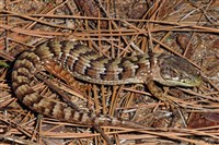 СЕВЕРНАЯ АЛЛИГАТОРОВАЯ ЯЩЕРИЦА (Gerrhonotus coeruleus)