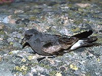 СЕВЕРНАЯ КАЧУРКА (Oceanodroma leucorhoa)