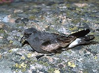 СЕВЕРНАЯ КАЧУРКА (Oceanodroma leucorhoa)