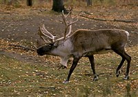 СЕВЕРНЫЙ ОЛЕНЬ