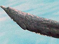 СЕВЕРНЫЙ ПЛАВУН (Berardius bairdii)