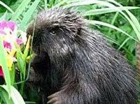 СЕВЕРОАМЕРИКАНСКИЙ ДИКОБРАЗ (у цветка)