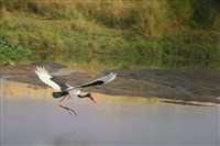 СЕДЛОКЛЮВЫЙ АИСТ