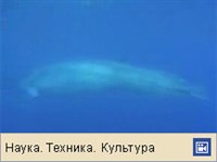 СЕЙВАЛ (видео)