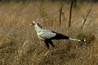 СЕКРЕТАРЬ (птица)