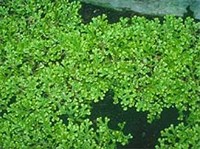 СЕЛАГИНЕЛЛА