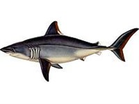 СЕЛЬДЕВАЯ АКУЛА (рисунок)