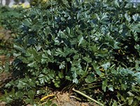 СЕЛЬДЕРЕЙ ПАХУЧИЙ