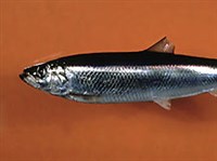 СЕЛЬДИ (Атлантическая сельдь)