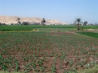 СЕЛЬСКОХОЗЯЙСТВЕННЫЕ УГОДЬЯ (долина реки Нил)