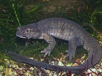 СЕМИРЕЧЕНСКИЙ ЛЯГУШКОЗУБ (Ranodon sibiricus)