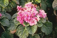 СЕНПОЛИЯ (1)