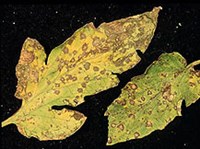 СЕПТОРИОЗЫ (Септориоз)