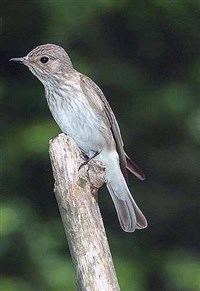 СЕРАЯ МУХОЛОВКА (Muscicapa striata)