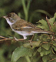 СЕРАЯ СЛАВКА