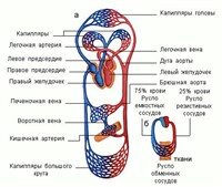 СЕРДЦЕ. СХЕМА КРОВООБРАЩЕНИЯ