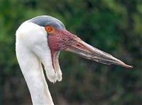 СЕРЕЖЧАТЫЙ ЖУРАВЛЬ (голова)