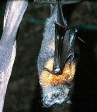 СЕРОГОЛОВАЯ ЛЕТУЧАЯ СОБАКА (Pteropus poliocephalus)