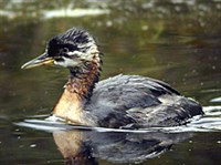 СЕРОЩЕКАЯ ПОГАНКА (Podiceps griseigena)