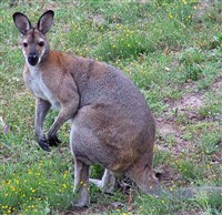 СЕРЫЙ ИСПОЛИНСКИЙ КЕНГУРУ (Macropus giganteus)