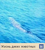 СЕРЫЙ КИТ (видеофрагмент)