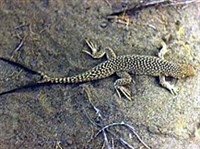 СЕТЧАТАЯ ЯЩУРКА (с двумя хвостами)