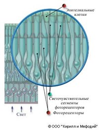 СЕТЧАТКА (схема)