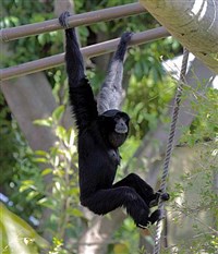 СИАМАНГ (Symphalangus syndactylus)